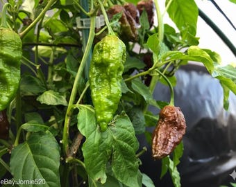 Semillas de pimiento Jolokia Chocolate Bhut: variedad rara de pimiento fantasma marrón (1 M+ SHU)