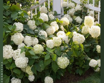 Hortensia Misteriosa: Planta de Inicio: Colores Surtidos, Bien Enraizada