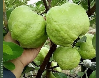 50 Apple Guava Seeds - Sweet White Tropical Fruit Tree
