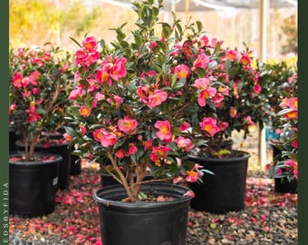 1. Camelia navideña Sasanqua: planta viva, flores rojas festivas en otoño, arbusto perenne resistente al sol.