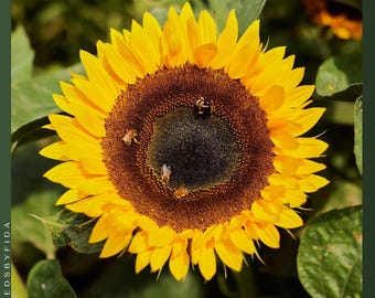 50 semillas de girasol Taiyo: variedad rara y tradicional, alta protección visual, semillas comestibles y aptas para polinizadores.