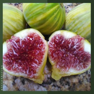 May include: Close-up of several figs, one cut open to reveal the vibrant red interior with tiny seeds. The exterior is green and yellow striped. The figs are on a speckled brown surface. The text "@SEEDSBYFIDA" is visible in the lower left corner.
