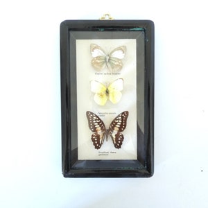 Farfalla vintage francese collezione con cornice in legno-tassidermia-scienza-epidemiologia
