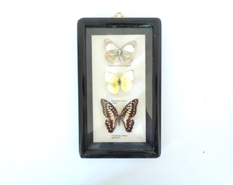 French Vintage  butterfly wooden framed collection-taxidermy-science-epidemalogy