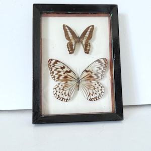 Farfalla vintage francese collezione con cornice in legno-tassidermia-scienza-epidemiologia