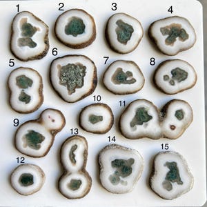 May include: A collection of fifteen polished agate slices, each showcasing unique patterns. The slices feature a white outer band, a brown edge, and a central area of green or gray crystal formations. The shapes vary from round to irregular.