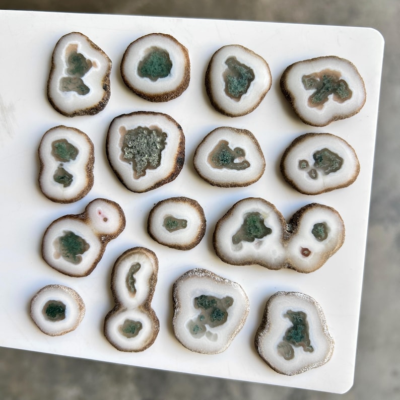 May include: A collection of polished, sliced geodes arranged on a white surface. Each geode slice features a white outer ring, a brown band, and a central cavity filled with green and gray crystalline formations. The shapes vary, offering a diverse display.