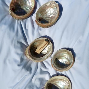 May include: Five iridescent abalone shells, with a natural, pearlescent sheen, are arranged on a white fabric. One shell contains a light-colored wooden stick. The shells vary in size and shape, showcasing their unique, organic forms.