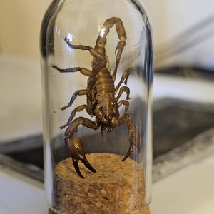 Asian Forest Scorpion Exoskeleton/ Shed