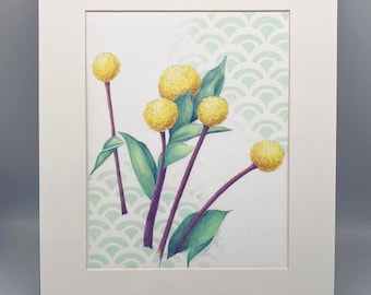 Billy Buttons Craspedia Flower Fine Art Print  Matted and Ready to Frame