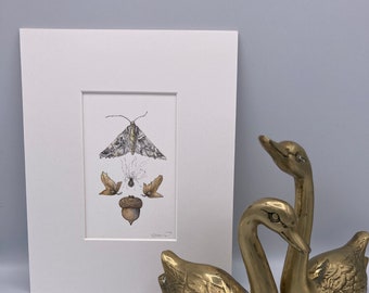 Moth, Acorn, and Seeds Fine Art Print  Matted and Ready to Frame