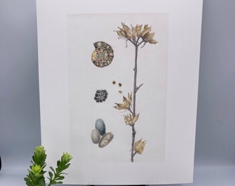 A Study in Natural History- Giclee Print of Original Colored Pencil Drawing