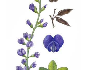 Wild Blue Indigo & Indigo Duskywing Botanical Illustration Print by Christina Lovering