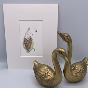 Milkweed Pod and Seeds Fine Art Print  Matted and Ready to Frame
