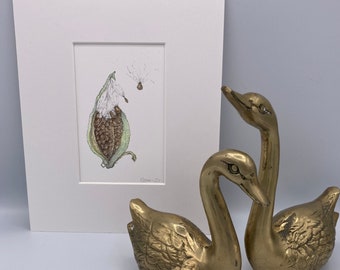 Milkweed Pod and Seeds Fine Art Print  Matted and Ready to Frame
