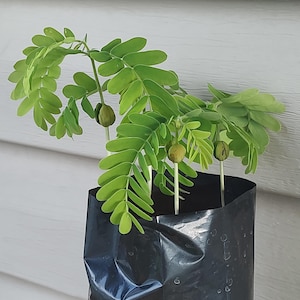 Biologisch angebaute Tamarinden-Samen (1.Jahr, 20-30 cm)