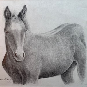 Original Pencil &quot;Ivan - Gentle Colt&quot; by Rainey Dewey