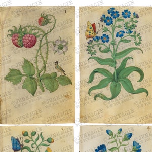 Livro de Estudos de Flores Mestre de Claude de France Botânico Ilustrações Medievais início de 1500 Vintage Digital Download Digikit para impressão p.1