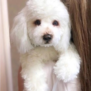 May include: A fluffy white Bichon Frise dog with dark eyes and a black nose. The dog is being held, with its soft, curly fur visible. The dog's face is in the center of the frame, looking directly at the viewer.