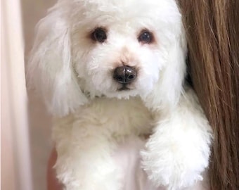 realistic toy dog white poodle