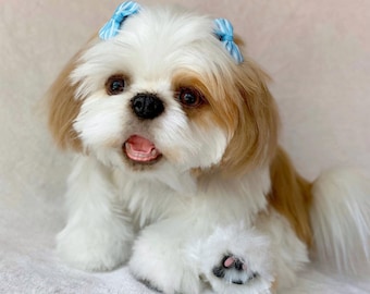 シーズー（立ちポーズ） シーズー】生後3ヶ月のかわいい子犬がモフモフ