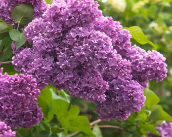 Common Lilac Shrub Live Plant - 6-12in Tall - 4in Pot - Fragrant Purple Flowering Bush - Landscape Plant - No Ship To AK, HI and PR