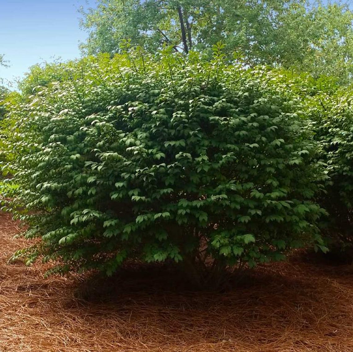 Set of 5 Dwarf Burning Bush Bare Roots - 5-12