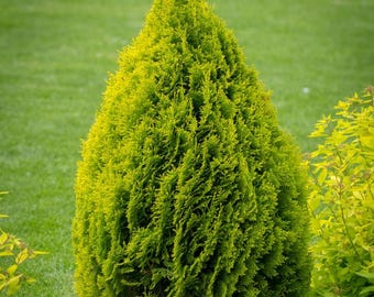 thuja occidentalis aurea Golden Globe Arborvitae main image 1