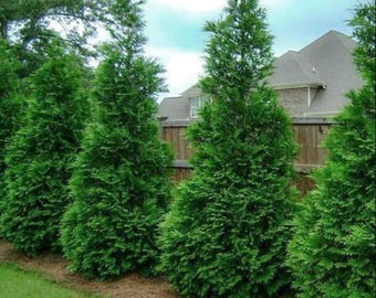 Thuja Green Giant Arborvitae Live Tree - 6-12" Tall - 4" Pot - Thuja occidentalis - Evergreen Landscape Plant - No Ship To AK, HI and PR