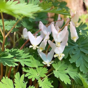 May include: Close-up of a cluster of white and pale pink bleeding heart flowers with yellow tips. The flowers are surrounded by green leaves and stems, creating a natural and delicate scene. The image captures the intricate details of the blooms.