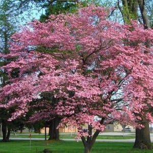 May include: A large tree with vibrant pink blossoms, set against a backdrop of green grass and other trees. The tree's branches are laden with pink flowers, creating a full, lush appearance. The sky is visible through the branches.