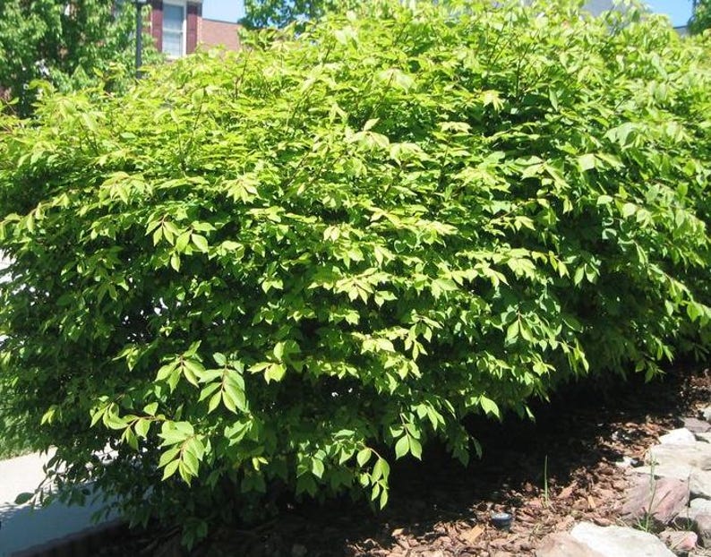 Set of 5 Dwarf Burning Bush Bare Roots - 5-12