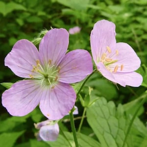 5 Wild Geranium Live Bareroots No Leaf - Geranium Maculatum - Hardy Perennial Lavender Flowers Plant - No Ship To AK, HI and PR