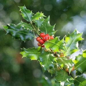 May include: Close-up of a holly branch with glossy, dark green leaves and bright red berries. The leaves have a spiky, toothed edge. The berries are clustered together. The background is a soft, blurred green.