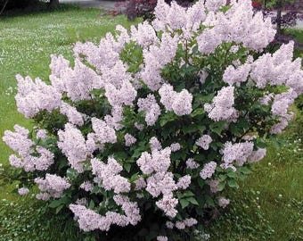 Miss Kim Lilac Shrub Live Plant - 6-12" Tall - 1qt Pot - Fragrant Lavender Blue Flowering Bush - Landscape Plant - No Ship To AK, HI and PR