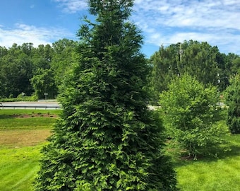 Thuja Green Giant Arborvitae Live Tree - 10-18" Tall - 3" Pot - Thuja occidentalis - Evergreen Landscape Plant - No Ship To AK, HI and PR