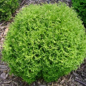 May include: A vibrant, spherical evergreen shrub with dense, bright green foliage. The plant's rounded shape and texture are prominent, set against a backdrop of dark mulch. This ornamental plant is suitable for landscaping.
