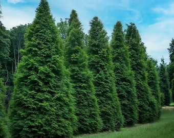 Set 15 Thuja Green Giant Arborvitae Live Trees - 10-18" Tall - 3" Pot - Thuja occidentalis - Evergreen Bush - No Ship To AK, HI and PR