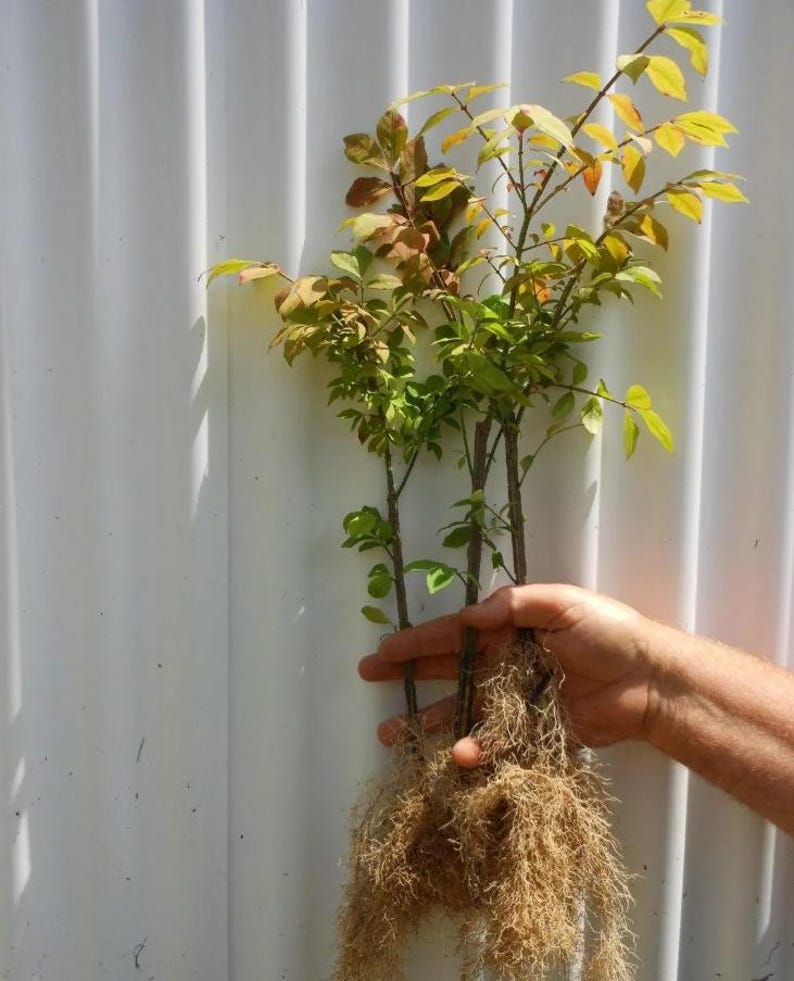 Set of 5 Dwarf Burning Bush Bare Roots - 5-12