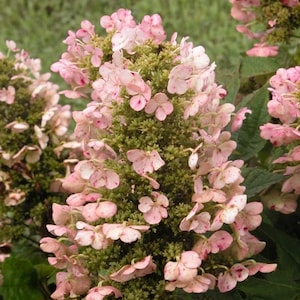May include: Close-up of a cluster of pink hydrangea flowers with green foliage. The flowers have a delicate appearance with small, speckled petals. The image showcases the natural beauty of the plant.
