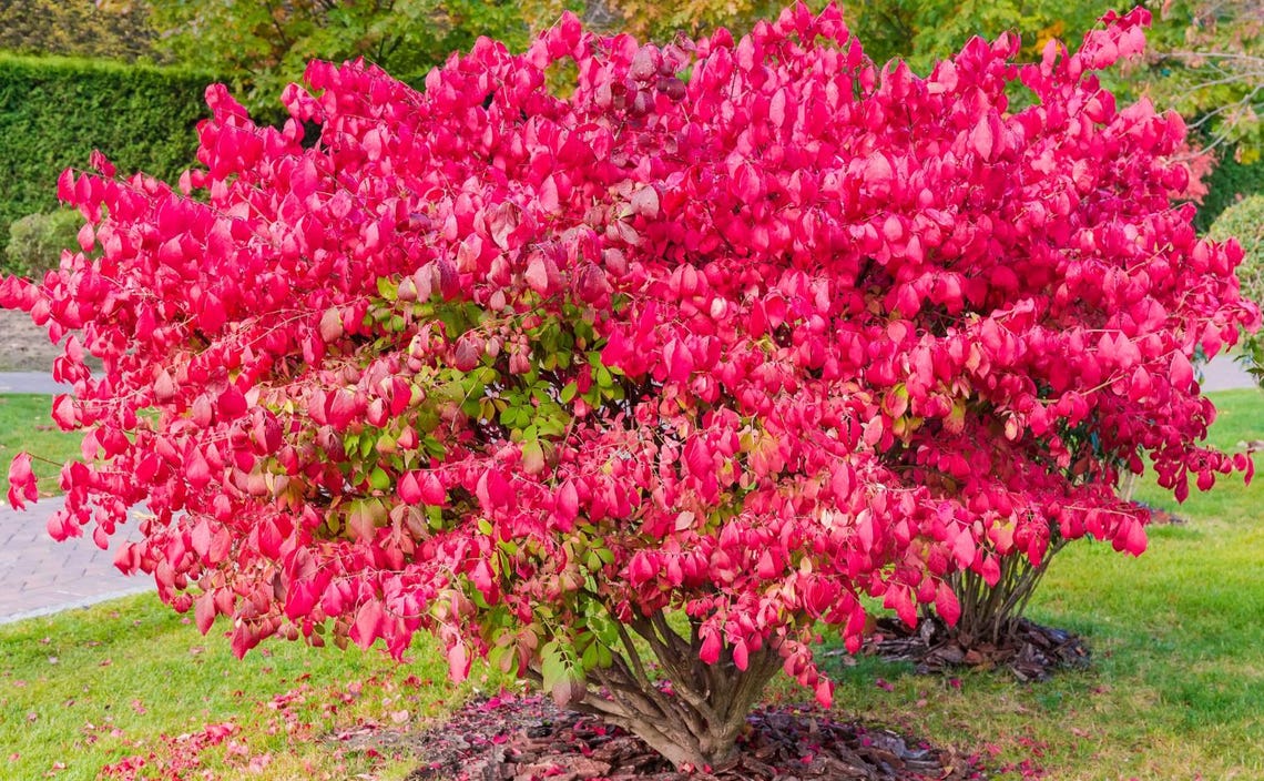 Set of 5 Dwarf Burning Bush Bare Roots - 5-12