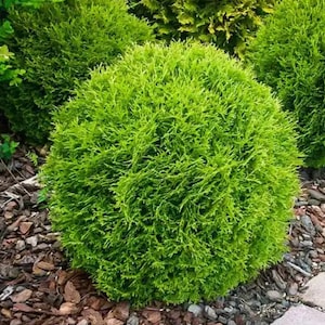 May include: A close-up of a vibrant green, spherical shrub with dense, textured foliage. The shrub is surrounded by brown mulch and other green plants, creating a natural garden setting. The plant's bright color stands out.
