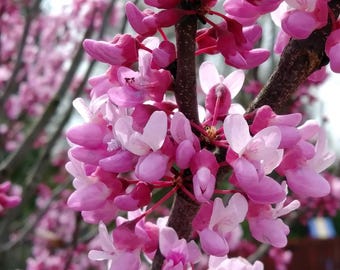 Eastern Redbud Live Plant - 6-12" Tall - 1 Quart Pot - Pink Blooming Ornamental Tree for Garden & Landscape - No Ship PR, AK, HI