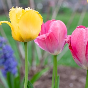 Puede incluir: Primer plano de varios tulipanes en un jardín. Las flores son de varios tonos de amarillo y rosa, con tallos y hojas verdes. Un racimo de flores moradas es visible en el fondo.