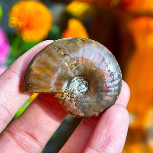 May include: A polished, iridescent ammonite fossil, showcasing a spiral shell with brown, orange, and red hues. The fossil's intricate details are highlighted, revealing its natural beauty. A unique piece for collectors.