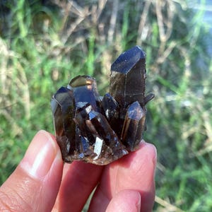 May include: A cluster of dark brown smoky quartz crystals. The crystals have sharp, pointed terminations and a glossy surface. The quartz is held in a hand, with a blurred green and brown background.