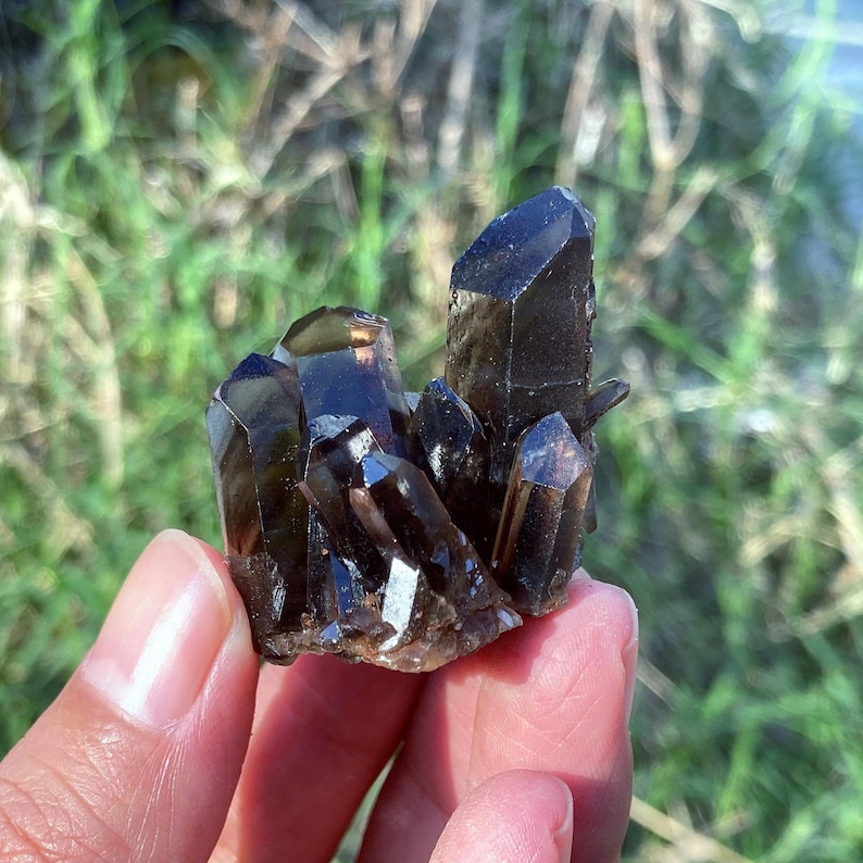 May include: A cluster of dark brown smoky quartz crystals. The crystals have sharp, pointed terminations and a glossy surface. The quartz is held in a hand, with a blurred green and brown background.