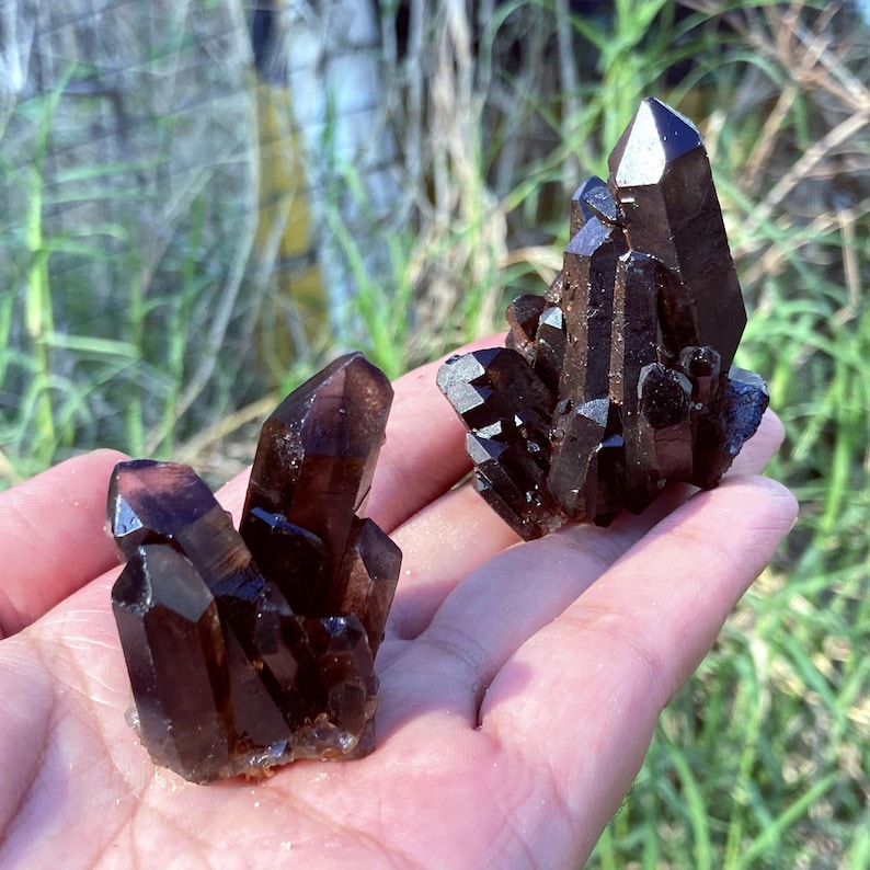 May include: Two clusters of dark brown smoky quartz crystals. The crystals have sharp, pointed terminations and a rich, translucent color. The crystals are held in a hand, with a blurred green background of grass and foliage.