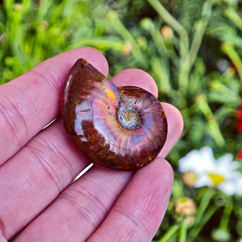May include: A polished, iridescent ammonite fossil, showcasing a spiral shell with a spectrum of colors including red, gold, and purple. The fossil is held in a hand, with a blurred green and white floral background.