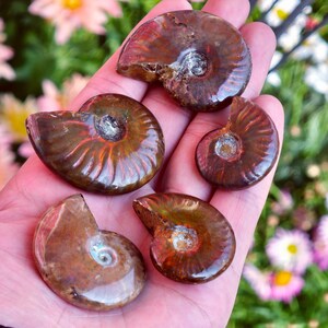 May include: Five polished ammonite fossils with a spiral pattern and iridescent sheen. The fossils are various sizes and shades of brown, with hints of orange and silver. The fossils are held in a hand against a background of flowers.